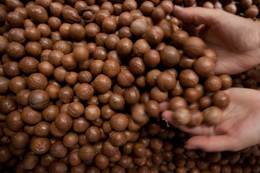 Macadamia Nut In Shell